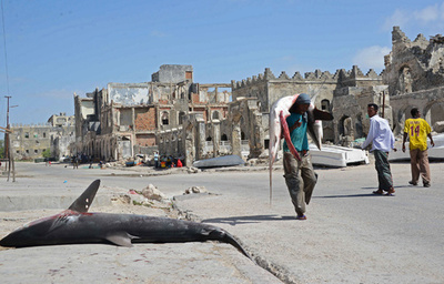 捕れたてサメを直販、ソマリアの漁師たち