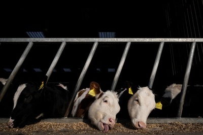 飼料用の塩に混ぜコカイン密輸 620キロ押収 スペイン