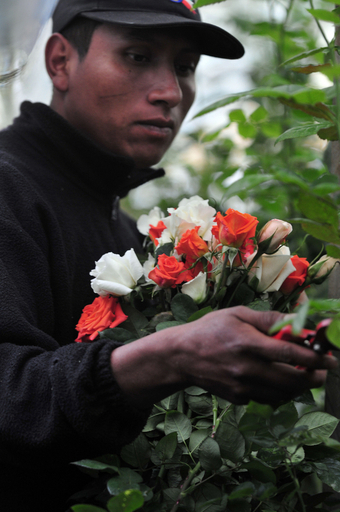 バレンタイン用生花の出荷に大忙し、グアテマラ
