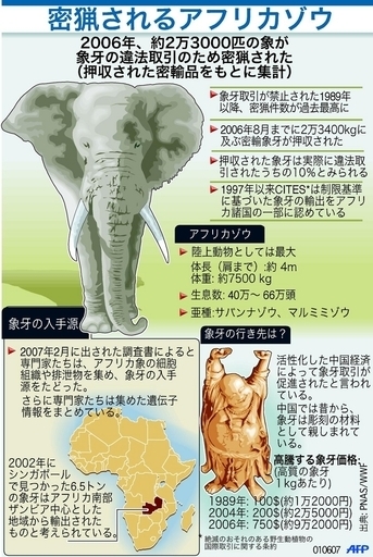 アフリカゾウ、象牙取引目的の密猟絶えず