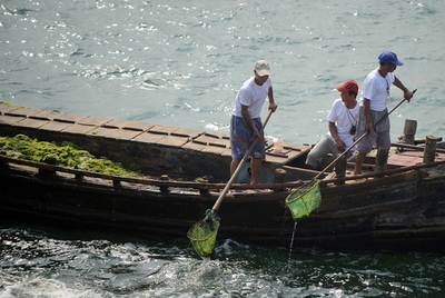 五輪セーリング会場、競技開始前に藻の撤去作業