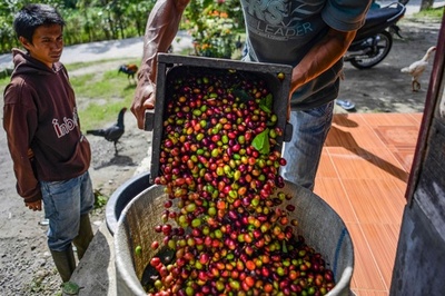 コーヒー種の60％が絶滅の危機、行動すべきは「今」