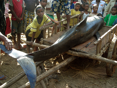 マダガスカルでイルカ50頭が漂着