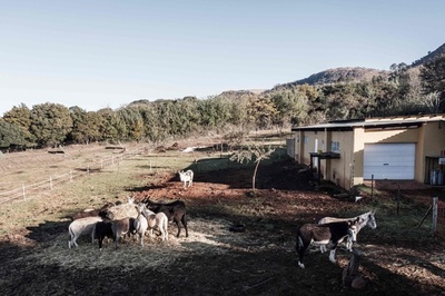 中国伝統薬でロバ皮需要増 アフリカで生息数激減