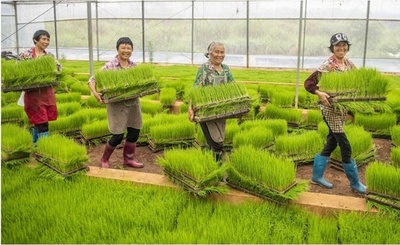 農業社会化サービスは農民の増収に貢献する