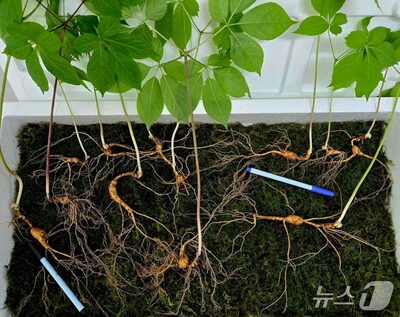 韓国・智異山で「100年もの」の山参発見、12本の鑑定額は約2673万円