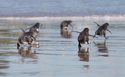 さあ、海へ！ペンギンたち、待ちかねた里帰り NZ