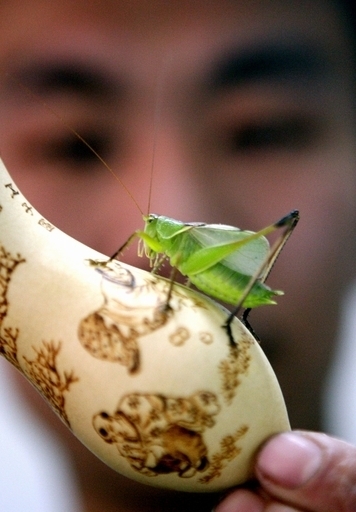 最古の「ラブソング」を復元、ジュラ紀のキリギリス