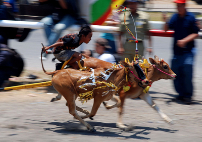 速い速い！インドネシア伝統の牛レース
