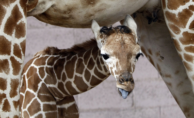 生まれてまだ5日です、イスラエルのキリンの赤ちゃん