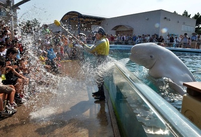 暑さ戻った首都圏、ベルーガの水でひと涼み