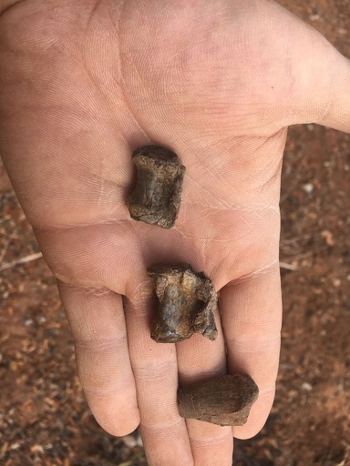 アフリカ最古の恐竜の化石発見 ジンバブエ