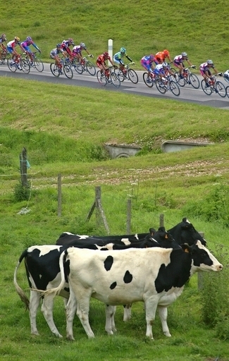 方角を見ウシなったら、ウシに聞くとよい？英研究論文