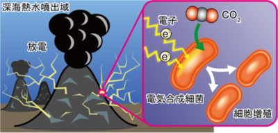 【横浜市立大学】深海熱水噴出域に電気エネルギーを使って増殖する細菌がいることを実証