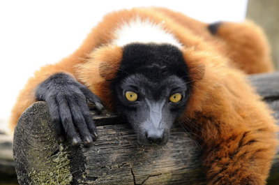 夜行性から昼行性に完全移行した初の哺乳類は霊長類 恐竜絶滅後 研究