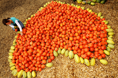 ハート形で思いを込めて? ハロウィーンに向けカボチャ収穫中