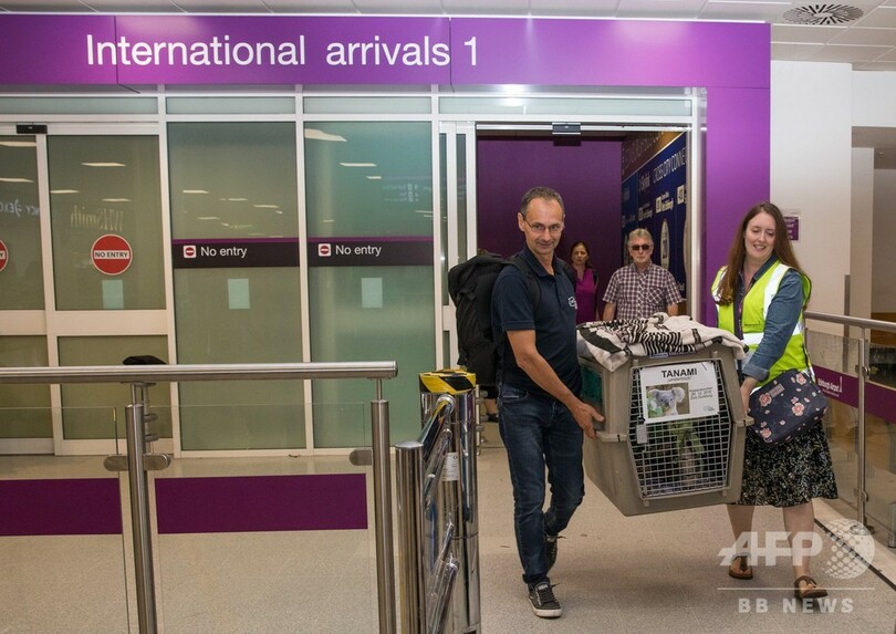 木よりも高い！ ドイツのコアラが飛行機でスコットランドへ