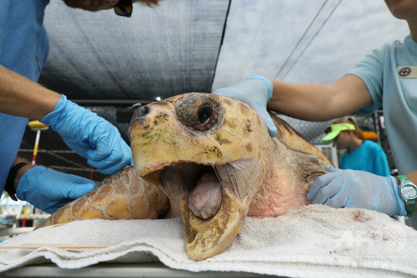 【今日の1枚】「辛抱してね」傷の手当てを受けるウミガメ