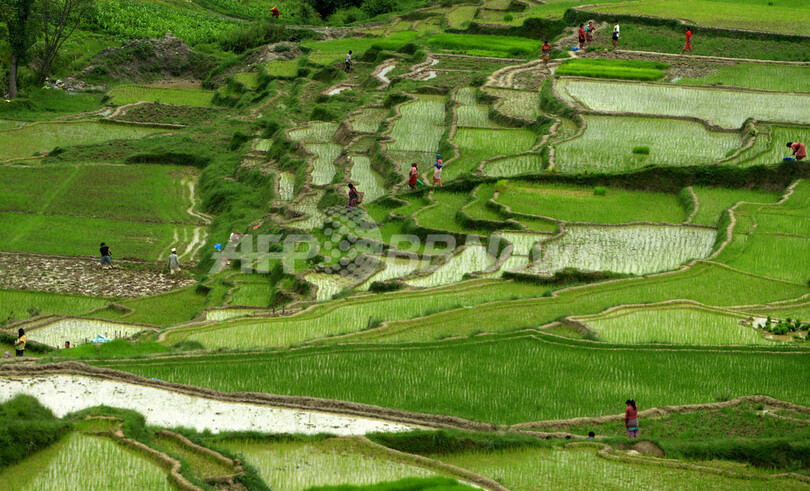 青々と広がる水田で働く人たち、田植えシーズンのネパール