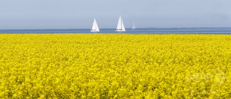 黄色に染まった菜の花畑 白いヨットとの対比鮮やか 独北部 写真1枚 国際ニュース Afpbb News