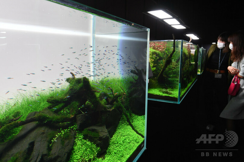 自然生態の縮図が水槽に、ネイチャーアクアリウム展　東京