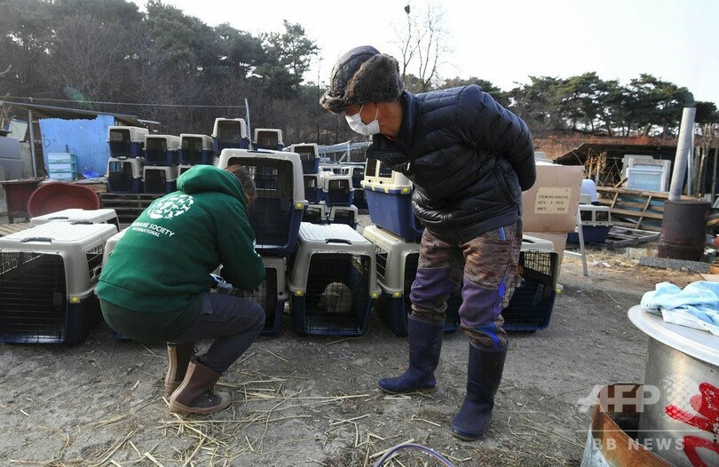 犬200匹の救出作戦開始、閉鎖された食用犬の飼育場で 韓国