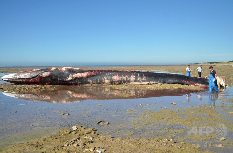 体長20メートル超のクジラ、ビーチに打ち上げられる 仏西部