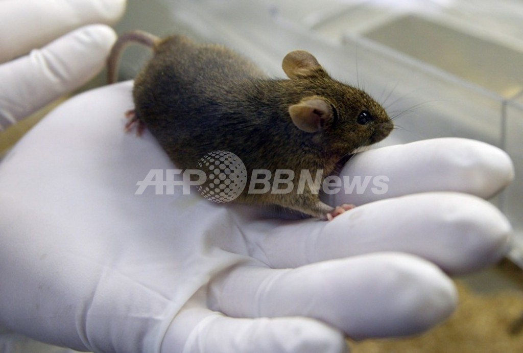 化学物質注射でマウスの視力回復、米研究 化学物質注射でマウスの視力回復、米研究