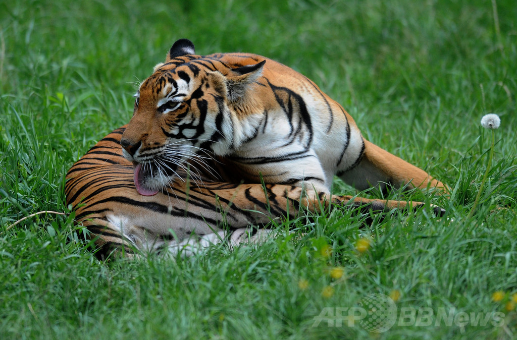 米動物園のトラ、交配目的で引き合わされた雌をかみ殺す 米動物園のトラ、交配目的で引き合わされた雌をかみ殺す