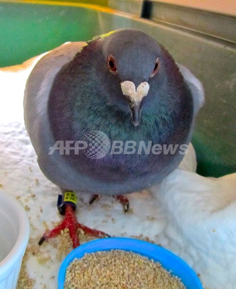 カナダで保護された日本のレース鳩 新生活を見つけてくれれば嬉しい と所有者 写真2枚 国際ニュース Afpbb News