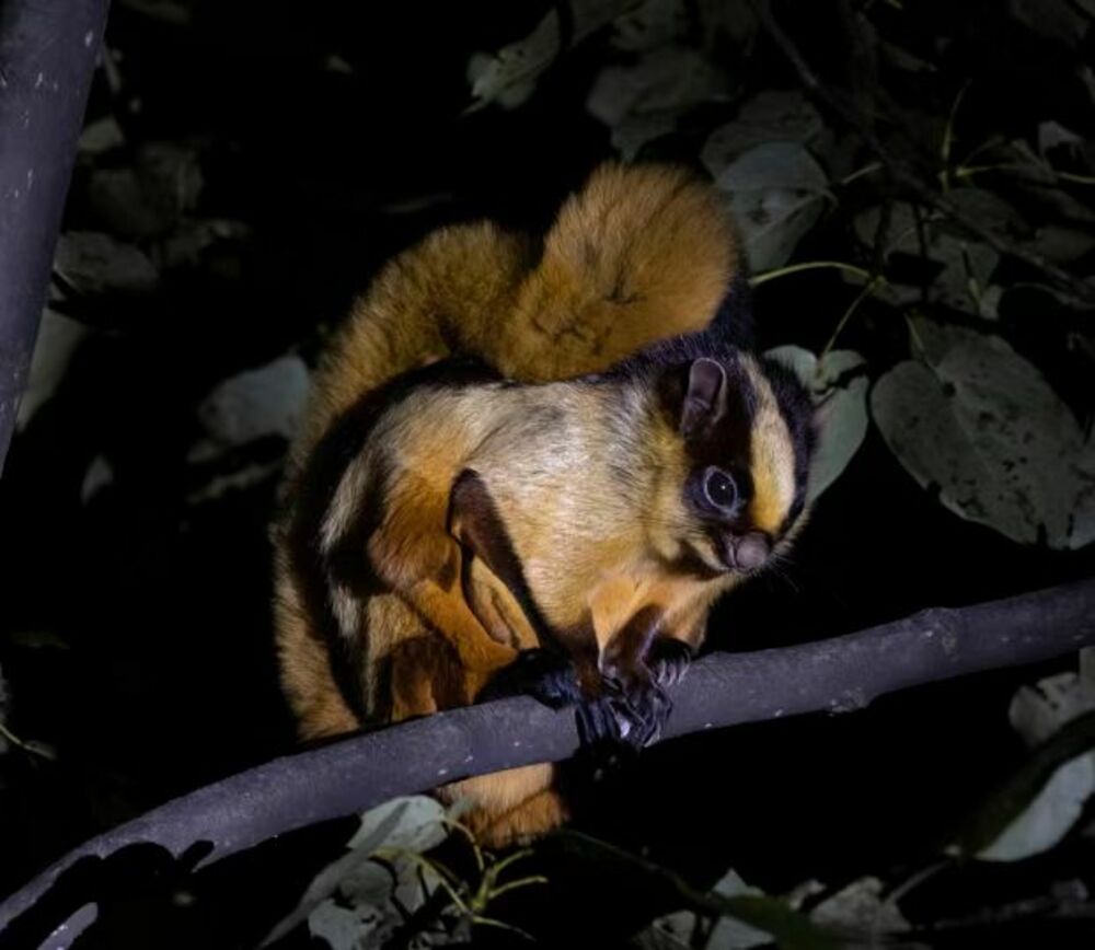 ソフビ 海外 幻狐舎 シカ リス 風船 嘉義のエゾシカ保護区への入場