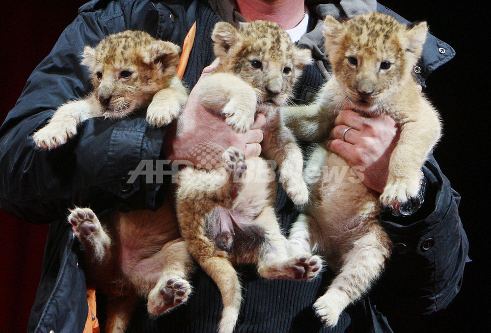 僕たちサーカスの赤ちゃんライオン3兄弟、名前はまだない? 写真8枚