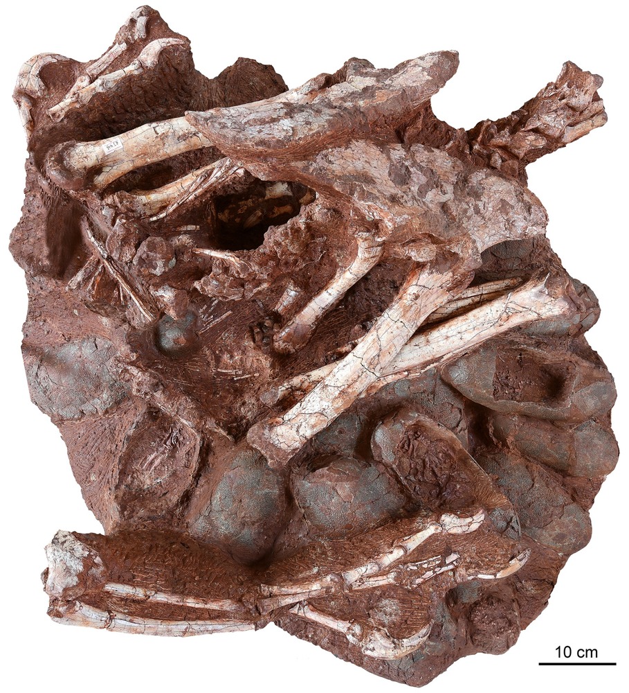 中国で７千万年前の抱卵する恐竜の化石見つかる 写真2枚 国際ニュース Afpbb News