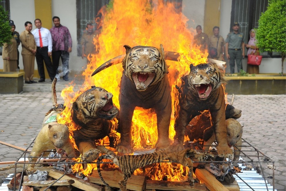 炎に包まれるトラの剥製 密猟品を焼却処分 インドネシア 写真7枚 国際ニュース Afpbb News
