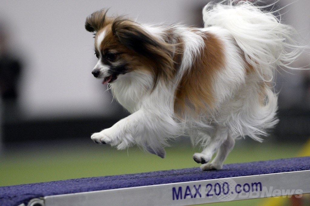 犬の機敏さ競う「アジリティ」選手権、NYで開催