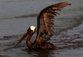 米南部沖のメキシコ湾（Gulf of Mexico）の原油流出事故で油まみれになったカッショクペリカン。米ルイジアナ（Louisiana）州East Grand Terre Islandで撮影。流出した原油はルイジアナ州沿岸部に大量に押し寄せている（2010年6月4日撮影）。(c)AFP/Getty Images/Win McNamee