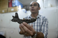 ベネズエラ・カラカス（Caracas）で、同国で発見された先史時代の動物の化石について説明するベネズエラ科学調査機関古生物学研究室のアスカニア・リンコン（Ascania Rincon）室長（2013年8月30日撮影）。(c)AFP/JUAN BARRETO