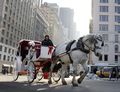 米ニューヨーク（New York）のセントラルパークサウス（Central Park South）を走る馬車（2007年12月20日撮影）
。(c)AFP/DON EMMERT