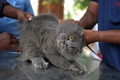インドのハイデラバードの国営動物病院で、無料の狂犬病予防接種を受ける飼い猫（2019年7月6日撮影）。(c)NOAH SEELAM / AFP