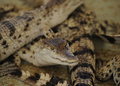 フィリピン・パラワン（Palawan）島のプエルトプリンセサ（Puerto Princesa）にあるパラワン島野生生物保護センター（Palawan Wildlife Rescue and Conservation Centre）で1週間ほど前に人工ふ化により誕生した淡水ワニ（2014年6月5日撮影）。(c)AFP/TED ALJIBE