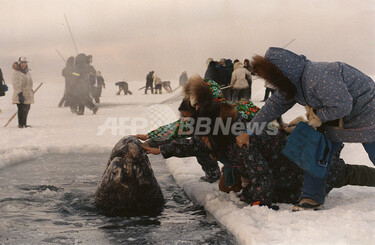 クジラの髭 約200cm 1967年 アラスカ クジラの髭 約200cm 1967年 アラスカ クジラの髭 約200cm 1967年