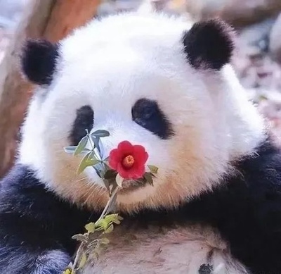 中国初のジャイアントパンダ学院が新入生募集