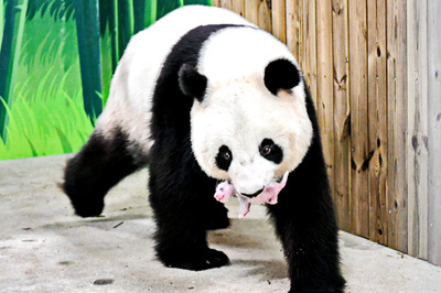 広州のジャイアントパンダ「隆隆」ママになった