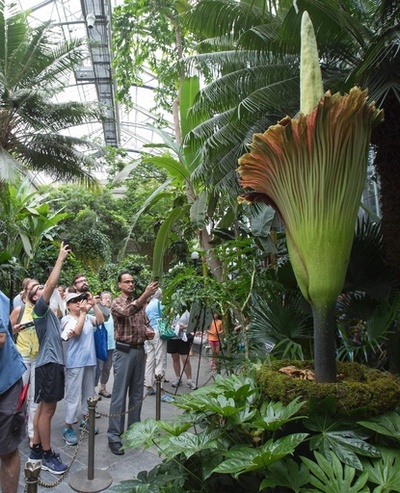 放たれる「腐臭」…ショクダイオオコンニャク開花 米植物園