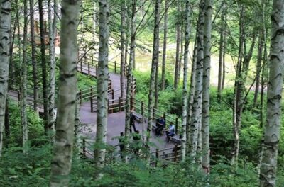 緑で目と心を洗う…森へ旅立つ韓国の避暑 (4)