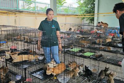 猫2700匹盗み食用として売却、男ら12人逮捕 ベトナム