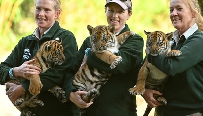 希少なスマトラトラの赤ちゃん3頭、豪動物園で初公開
