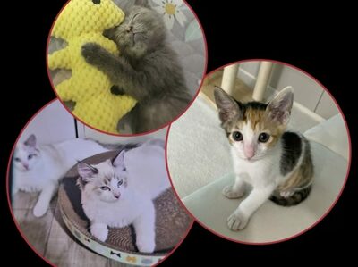 「1日だけでも一緒にいさせてほしい」頼んで引き取った猫、5階から投げ落とす…韓国・動物保護法違反容疑で女を送検