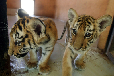 アムールトラの双子ともに、イラクの動物園ににぎわい戻る