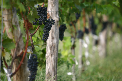 ワイン用ブドウの栽培、中国がフランス抜いて2位に